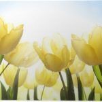 juego, juegos, baloncesto