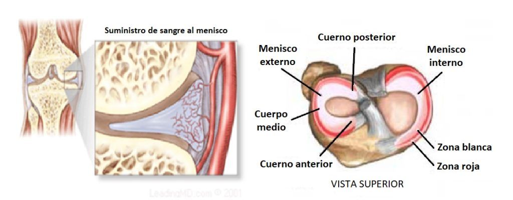 lesiones, fisioterapia, baloncesto, lesión, lesion, rotura, menisco, rodilla, estructura